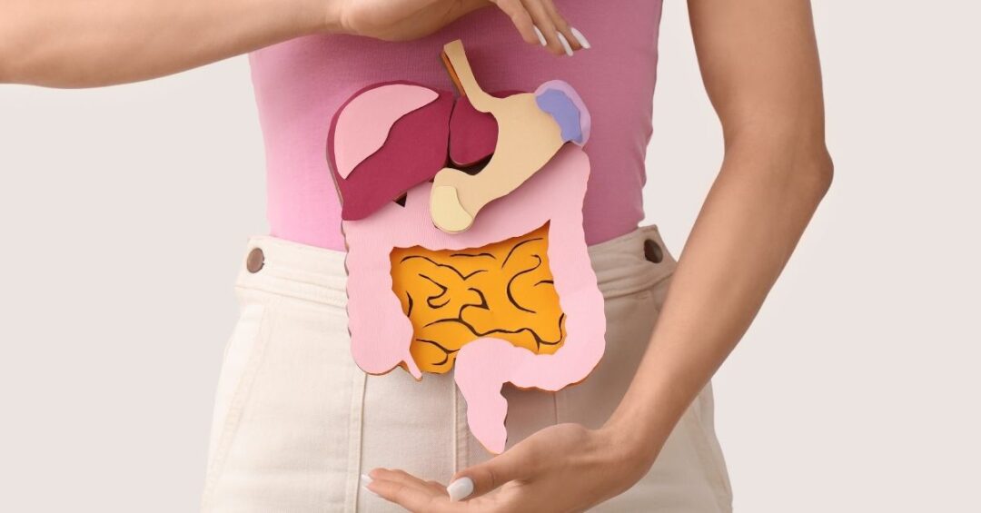 Frau hält eine Darstellung der Verdauungsorgane vor dem Bauch als Symbol für Darmgesundheit, Verdauung und Mikrobiom.