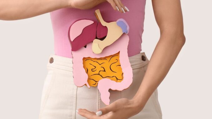 Frau hält eine Darstellung der Verdauungsorgane vor dem Bauch als Symbol für Darmgesundheit, Verdauung und Mikrobiom.